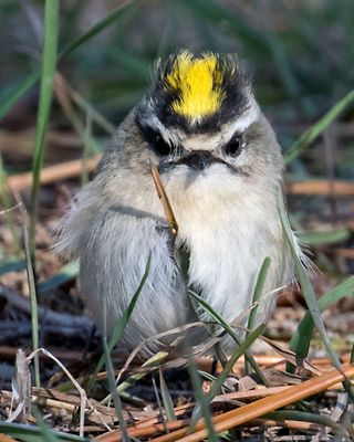 Golden-crowned Kinglet stares ahead.jpg