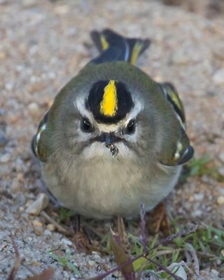Golden-crowned Kinglet stares holding insect.jpg