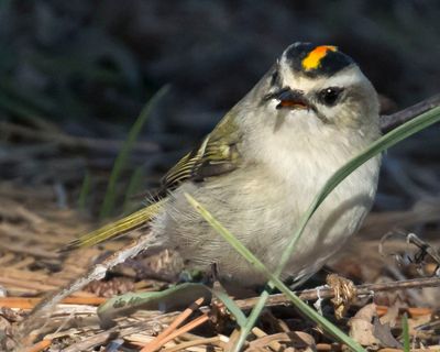 Golden-crowned Kinglet turns, beak opens, orange on crown.jpg