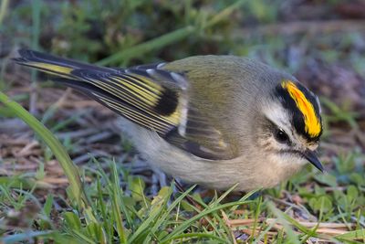 Golden-crowned Kinglet with orange forages.jpg