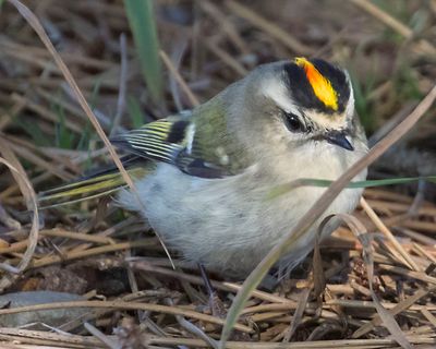 Golden-crowned Kinglet with orange poses.jpg