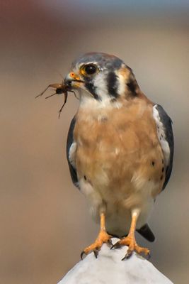 Kestrel with cricket.jpg