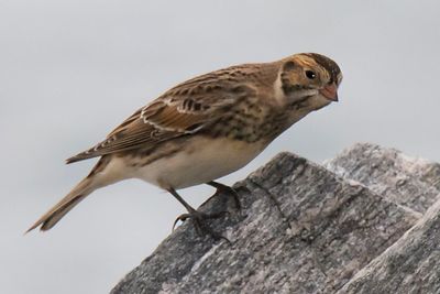 Lapland Longspur leans forward on rock.jpg