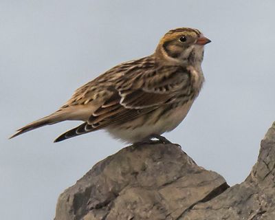Lapland Longspur poses on rock.jpg
