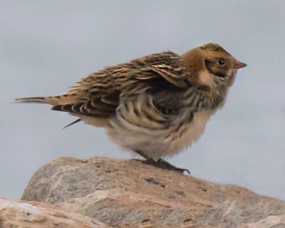 Lapland Longspur shakes.jpg