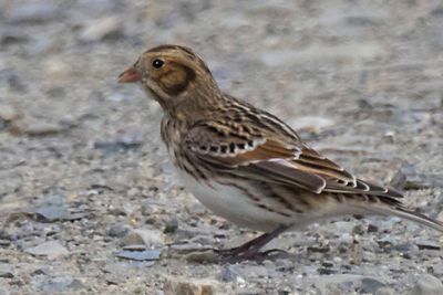 Lapland Longspur.jpg