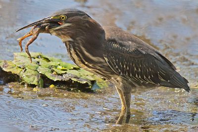 Green Heron swallowing a frog.jpg