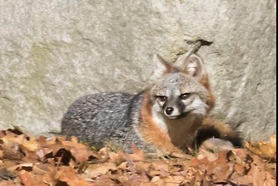 Grey Fox resting looks left2.jpg