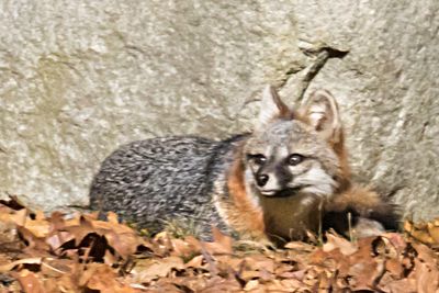Grey Fox rests looks left2.jpg