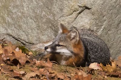 Grey Fox rests and looks left.jpg
