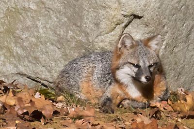 Grey Fox rests and looks right.jpg