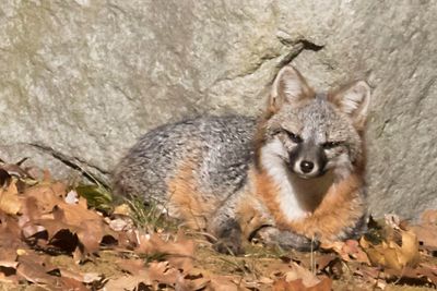 Grey Fox stares straight ahead.jpg