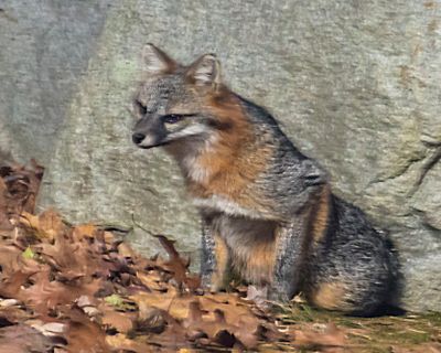 Grey Fox sits up.jpg