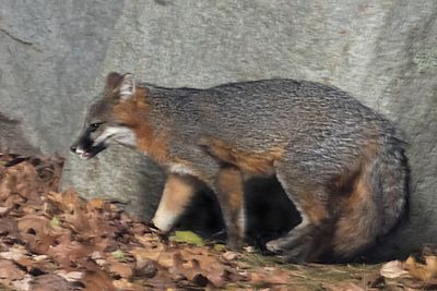 Grey Fox walks in front of rock.jpg