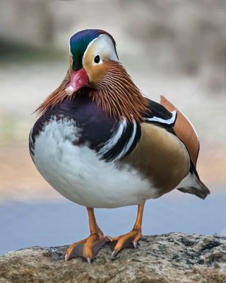 Mandarin Duck.jpg