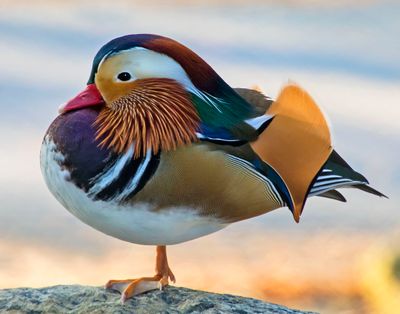 Mandarin Duck poses.jpg