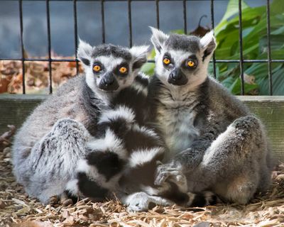 Long-tailed Lemurs cuddle and stare.jpg
