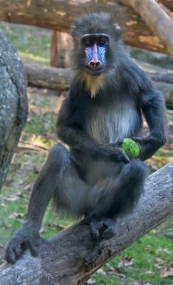 Mandrill juvenile with tennis ball.jpg