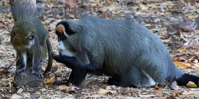 De Brazza's mom shows baby something.jpg