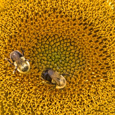 Bees on sunflower.jpg