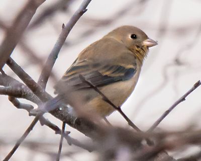 Lazuli Bunting turns right.jpg