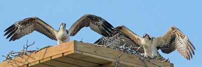 Osprey siblings flap wings together.jpg