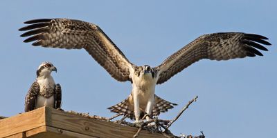 Osprey young flaps wings as sibling watches.jpg
