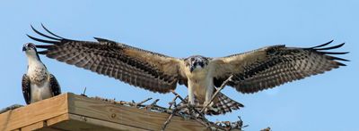 Osprey young spreads wings next to sibling.jpg