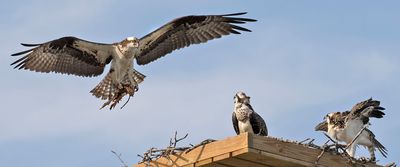 Osprey young things mom has fish but just leaves for nest.jpg
