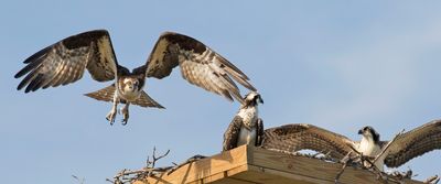 Osprey mom leaves nest and 2 siblings.jpg