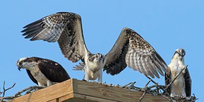 Osprey young flaps wings between mom and resting sibling.jpg