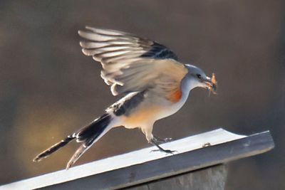 Scissor-tailed flycatcher lands on box w bug.jpg