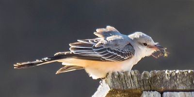 Scissor-tailed Flycatcher with grasshopper.jpg