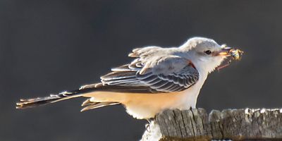Scissor-tailed Flycatcher with grasshopper2.jpg