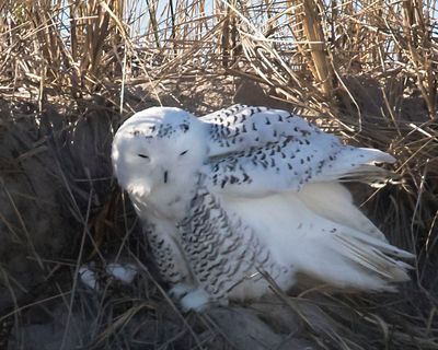 Snowy Owl rests on dune.jpg
