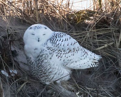 Snowy Owl on dune2.jpg