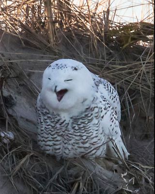 Snowy Owl about to regurgitate a pellet.jpg