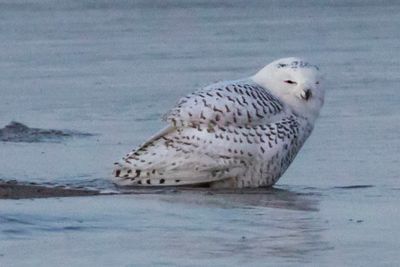 Snowy Owl stands right in ocean.jpg