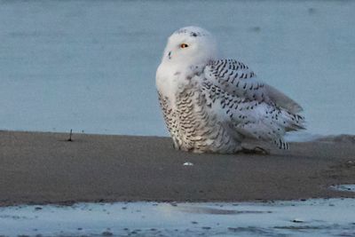 Snowy Owl poses left on sand by ocean edge.jpg
