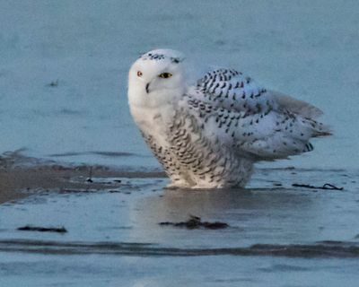 Snowy Owl poses in ocean edge.jpg