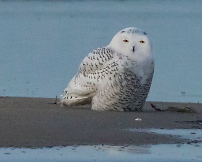 Snowy Owl stares by the ocean edge.jpg