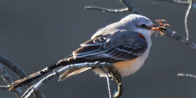 Scissor-tailed flycatcher on branch with cricket.jpg