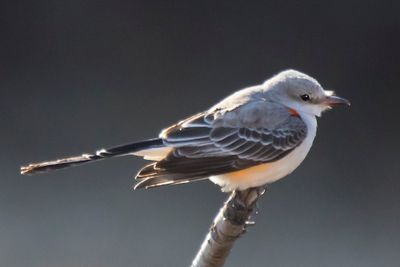 Scissor-tailed flycatcher  poses on branch.jpg