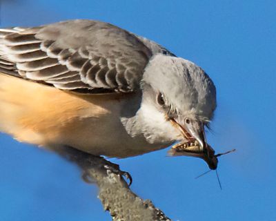 Scissor-tailed flycatcher cropped w grasshopper.jpg