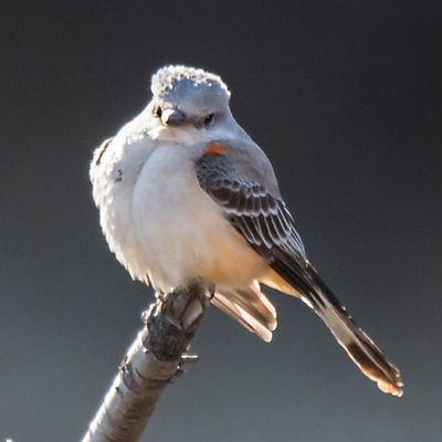 Scissor-tailed flycatcher faces forwaard  on branch.jpg