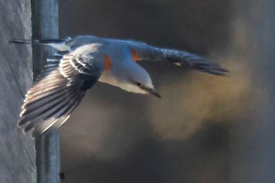 Scissor-tailed flycatcher flies away from box.jpg