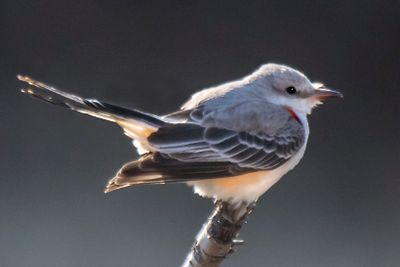 Scissor-tailed flycatcher on branch, tail split a bit.jpg
