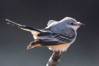 Scissor-tailed flycatcher poses right, tail up and spread a bit.jpg