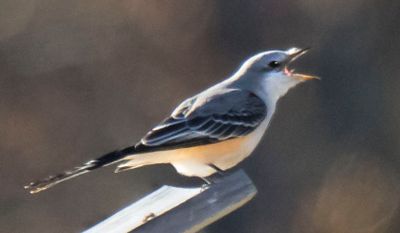 Scissor-tailed flycatcher swallowing grasshopper.jpg