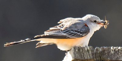 Scissor-tailed flycatcher with grasshopper.jpg